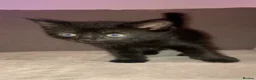 Mixed Breed cats for sale: 2 black male calico  in Consett - Advert 17