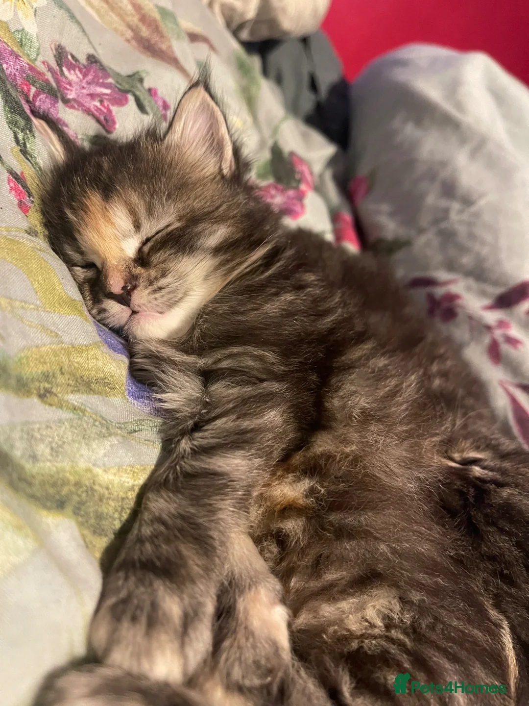 Maine Coon cats for sale:  Absolutely beautiful Maine coon X kittens in Barry - Advert 17