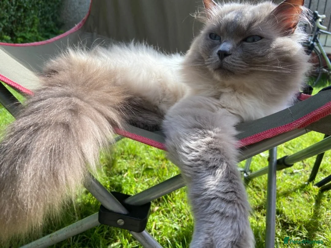 Ragdoll cats for stud: Silky - Available for Stud Loving GCCF / TICA  in Kilmarnock - Advert 2