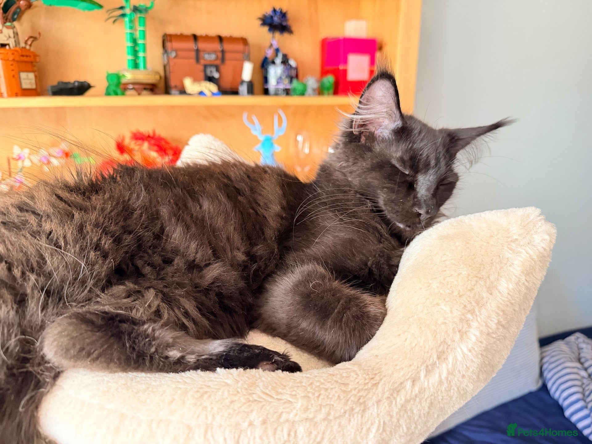 Maine Coon cats 💙 Male Black Smoke Maine Coon kitten TICA 💙 - Advert 18