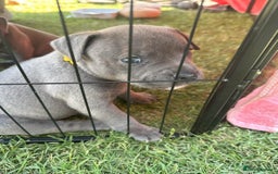Staffordshire Bull Terrier dogs for sale: Cheeky, affectionate Blue Staffy pups M/F - Image 4