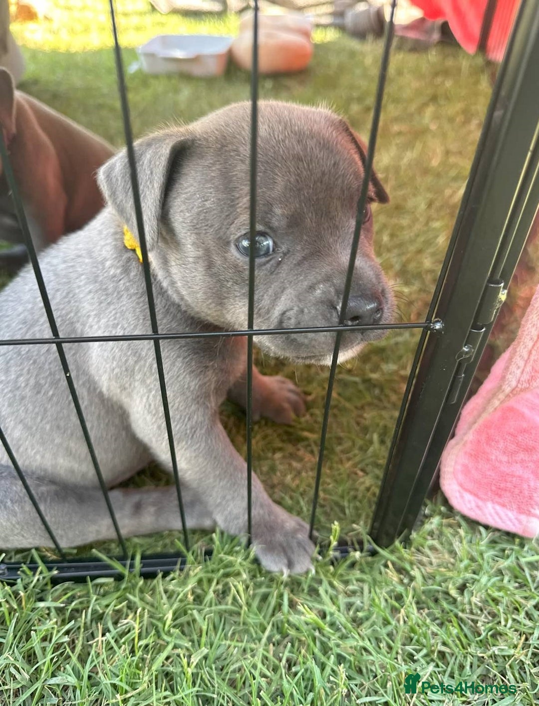 Staffordshire Bull Terrier dogs for sale: Cheeky, affectionate Blue Staffy pups M/F - Image 4