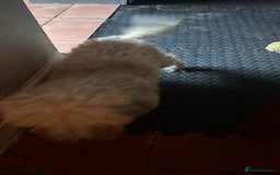 Shihpoo dogs for sale: Loving Shihpoo pup called muffin - Image 10