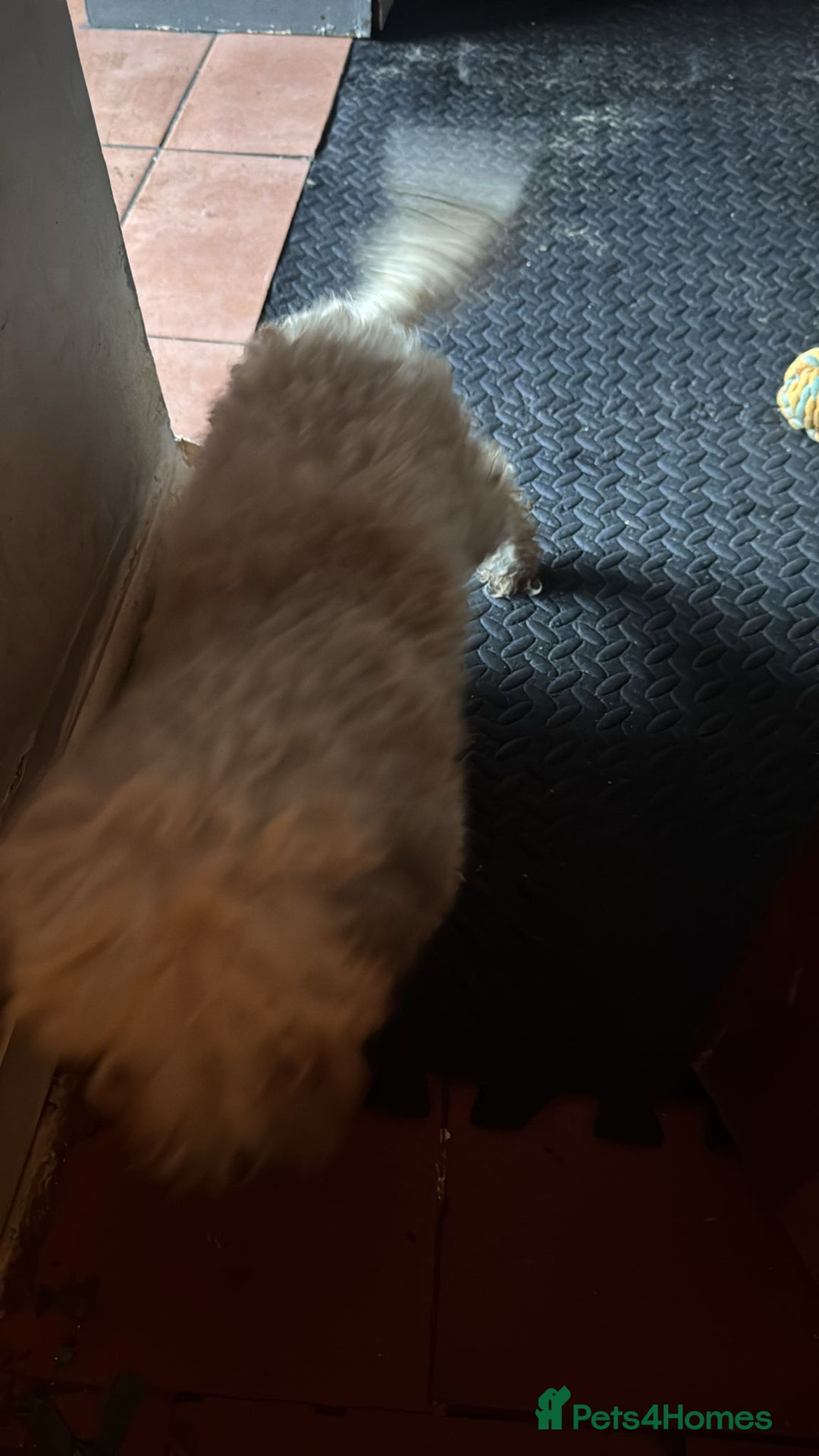 Shihpoo dogs for sale: Loving Shihpoo pup called muffin - Image 10