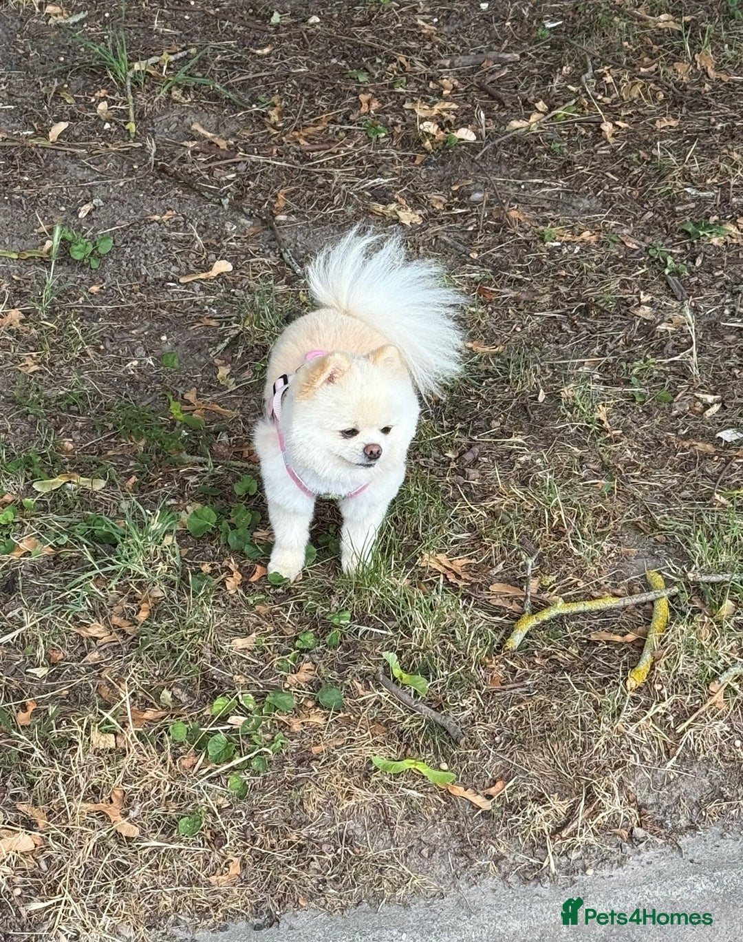 Pomeranian dogs for stud: Fendi - Image 4
