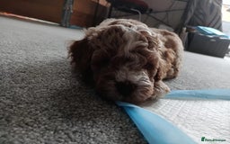 Mixed Breed dogs for sale: Gorgeous puppies for sale - Advert 17