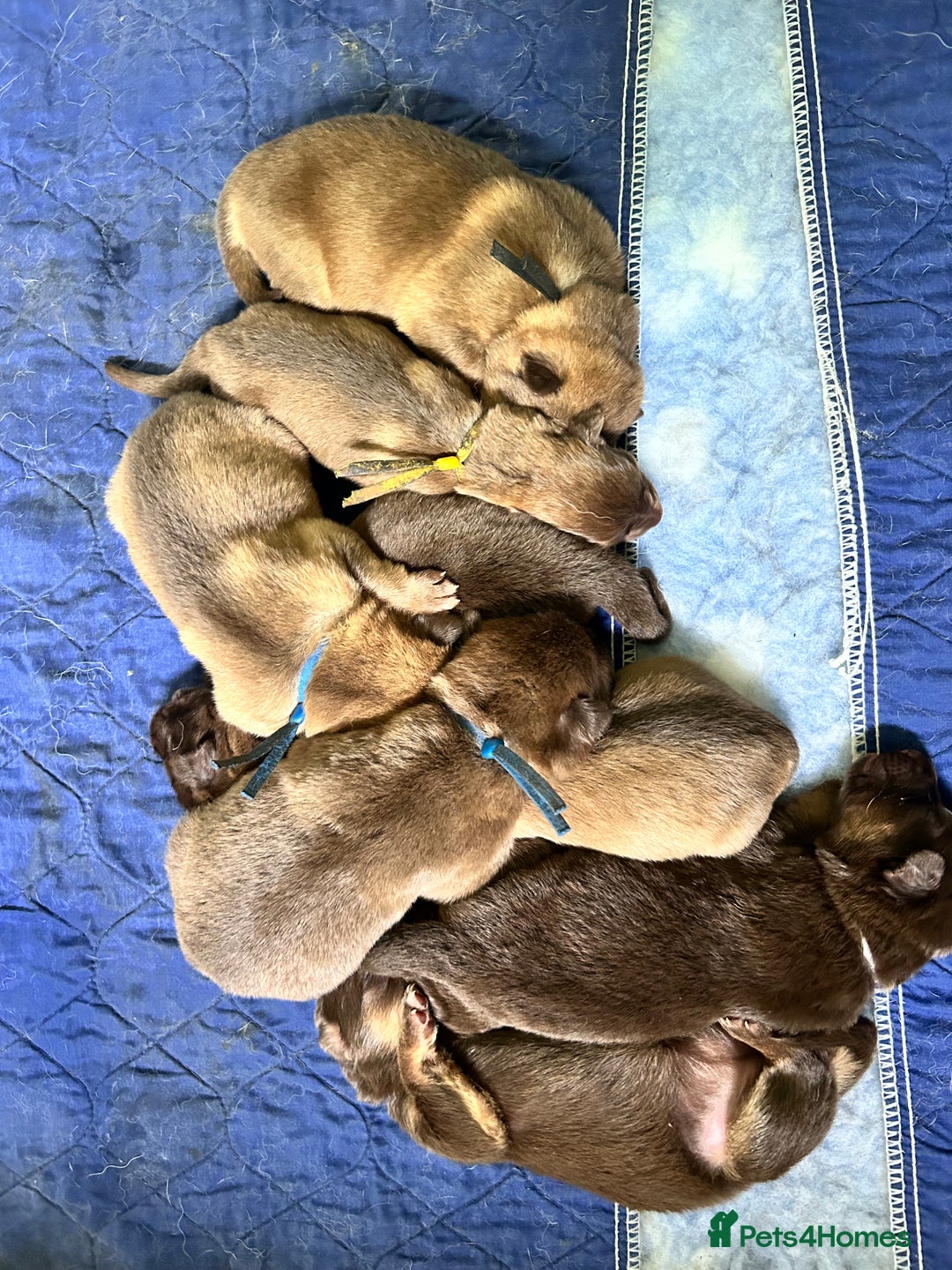 German Shepherd dogs for sale: German shepherd puppies health tested kc reg  in Honiton - Image 14