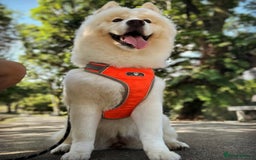 Siberian Husky dogs for sale: Beautiful Chowski puppies  - Image 38