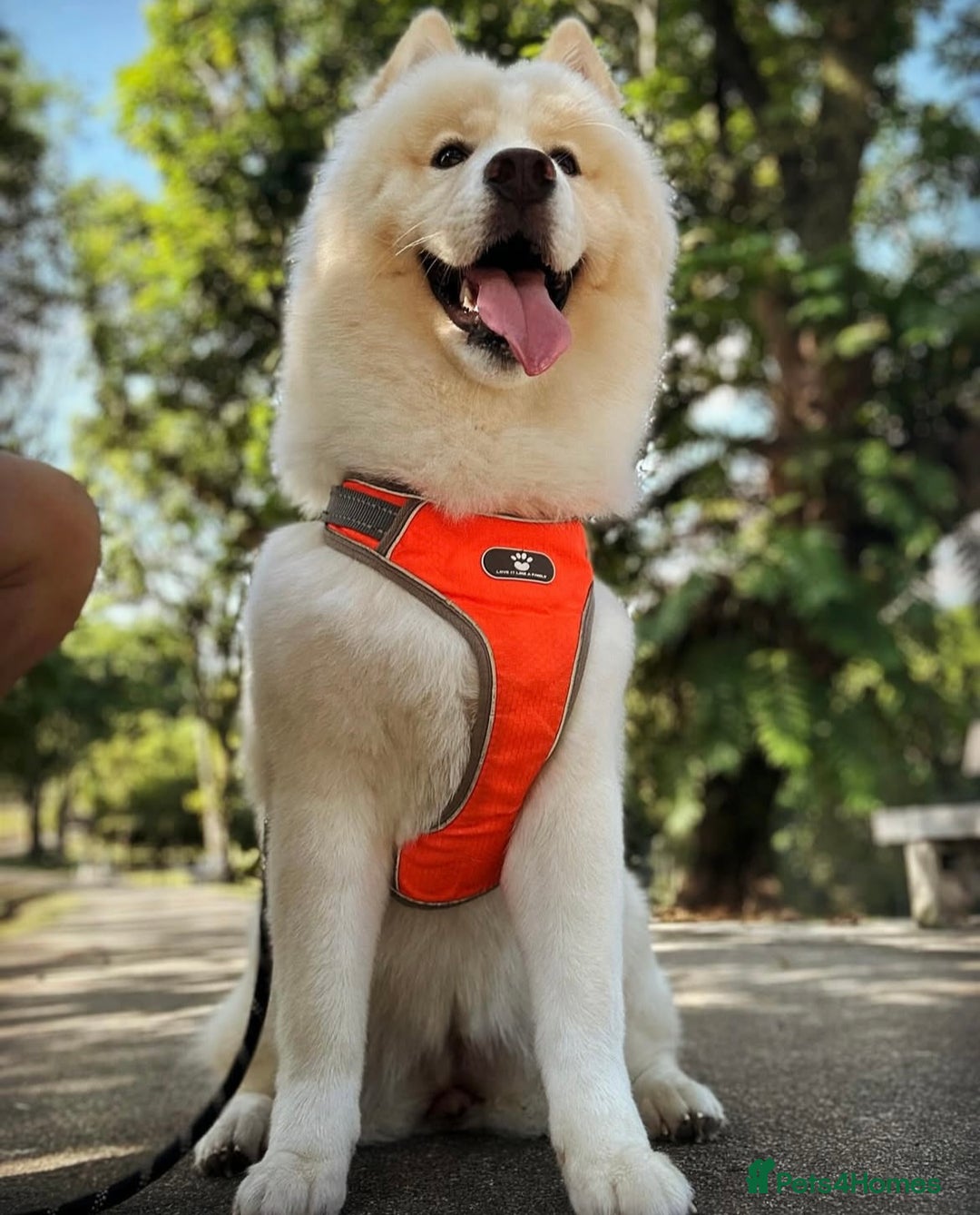 Siberian Husky dogs for sale: Beautiful Chowski puppies  - Image 38