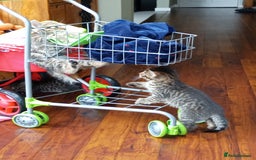 Domestic Shorthair cats for sale: PENDING PICKUP Three female Domestic Shorthair - Image 16