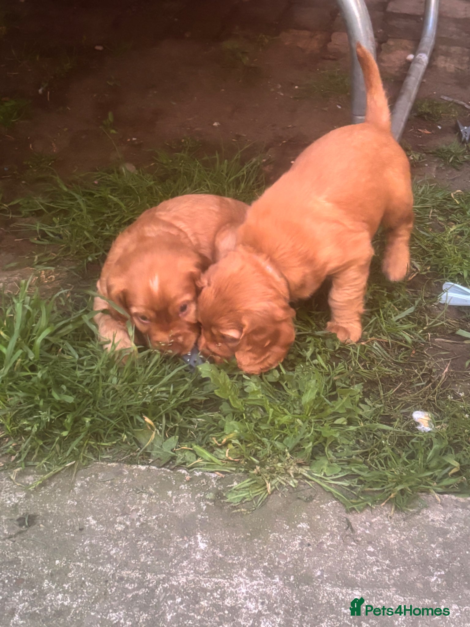 Cocker Spaniel dogs Beautiful KC Reg. Working Cocker Spaniels  - Advert 6