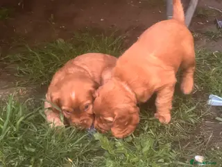 Cocker Spaniel dogs Beautiful KC Reg. Working Cocker Spaniels - Advert 6