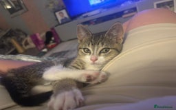 American Shorthair cats for sale: Gorgeous girls looking for new home🏡 - Image 5