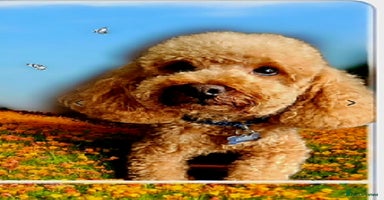 Toy Poodle dogs in Gloucester - Advert 7