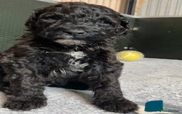 Portuguese Water Dog dogs for sale: Portuguese Water Dog Puppies For Sale - Image 4
