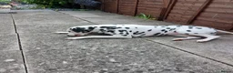 Dalmatian dogs for sale: Nila a lovely Dalmatian needs a good home in Worcester - Advert 15