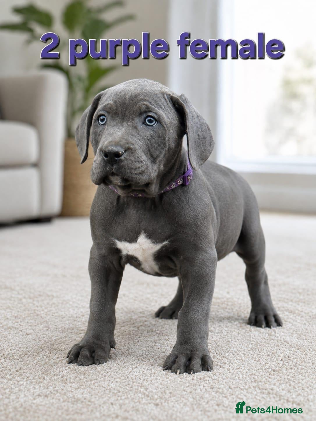 Cane Corso dogs Pure Cane corso need rehoming ready to leave now - Advert 2