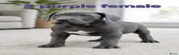 Cane Corso dogs for sale: Pure Cane corso need rehoming ready to leave now - Advert 2