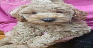 Miniature Poodle dogs - Advert 12