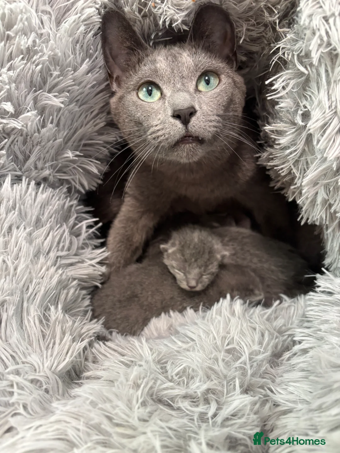 Russian Blue cats for sale: Tica registered kittens - Advert 1