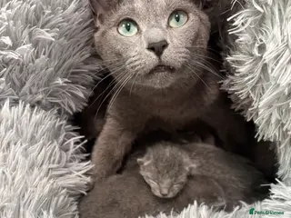 Russian Blue cats Tica registered kittens - Advert 13