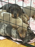 Dachshund dogs - Advert 7