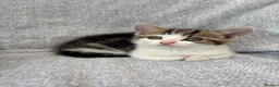 Mixed Breed cats for sale: Gorgeous kittens for sale - Advert 4