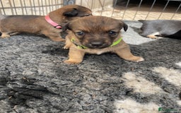Jack Russell dogs for sale: Working Miniature Jack Russell's - Image 3