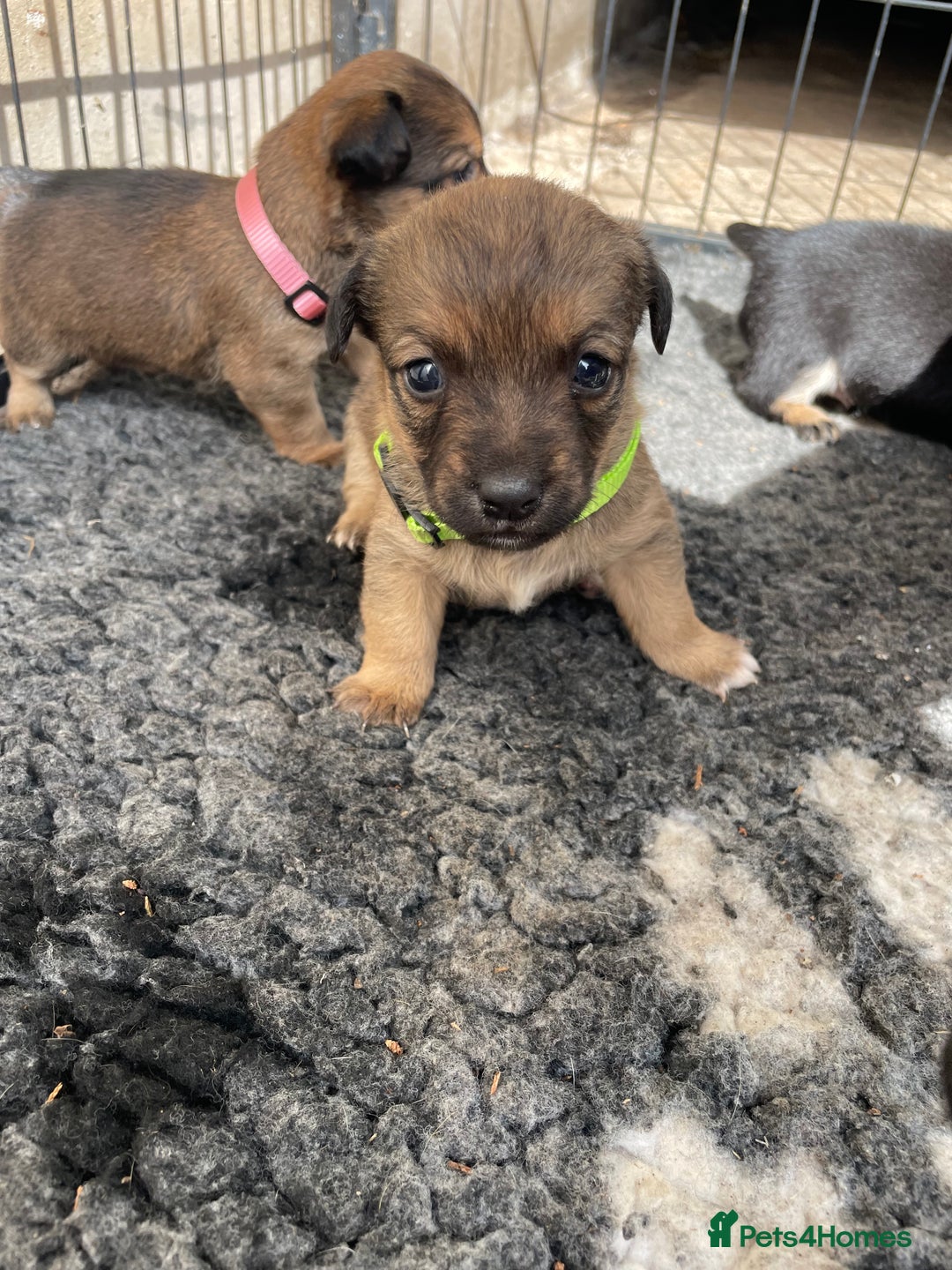 Jack Russell dogs for sale: Working Miniature Jack Russell's - Image 3
