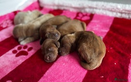 Goldendoodle dogs for sale: Golden doodle puppy’s for sale  - Advert 12