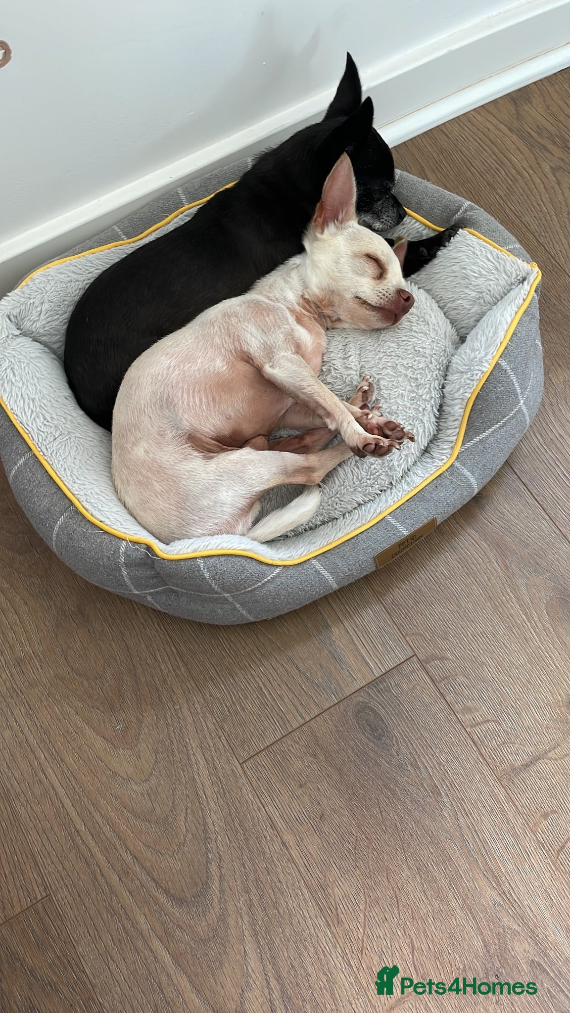 Chihuahua dogs Bino and Boo  - Advert 1