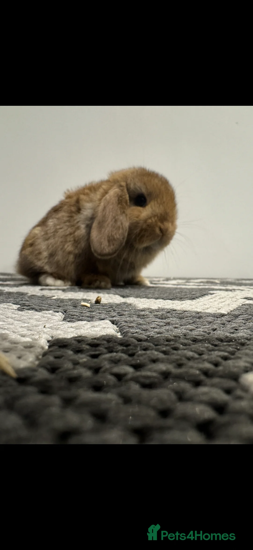 Mini Lop rabbits for sale: Cinnamon mini lop girl ready to go   - Advert 3