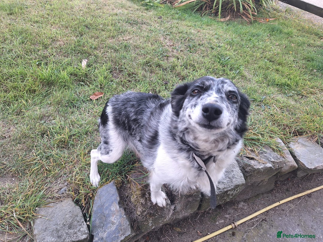 Border Collie dogs for sale: Border Collie pup's  - Image 11