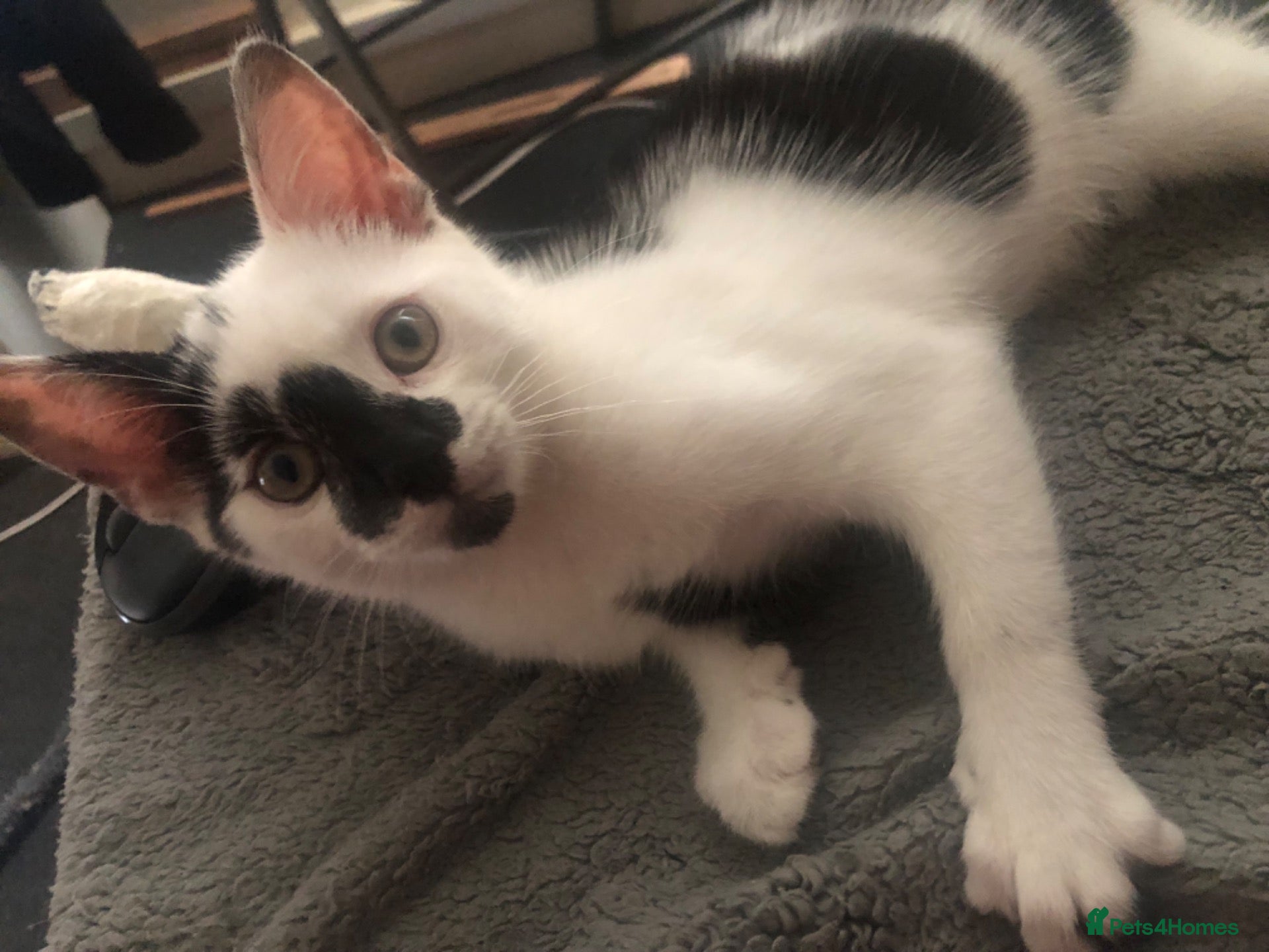 Mixed Breed cats Cute playful boy Kitten - Advert 2
