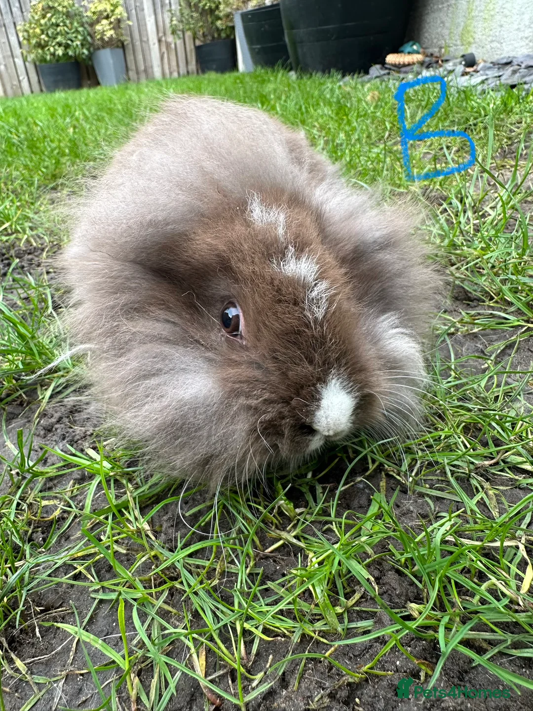 Lionhead rabbits for sale: Lionhead Rabbits For Sale  - Advert 7