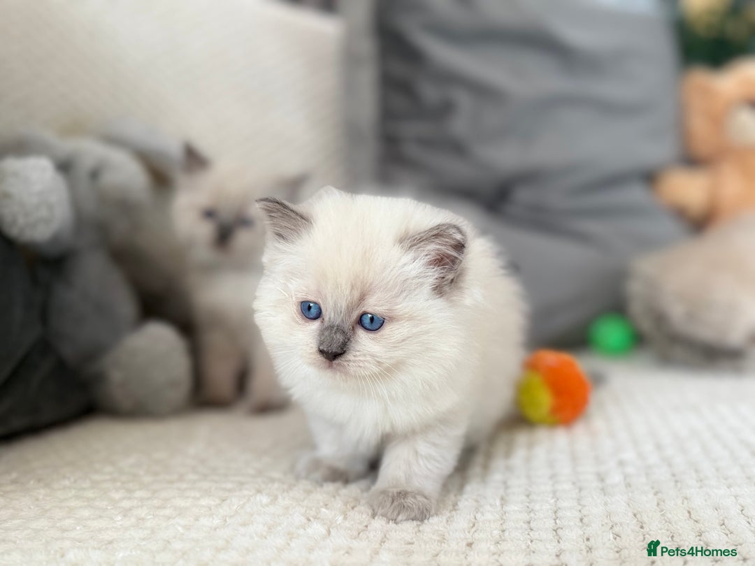 Ragdoll cats for sale: Stunning Bluepoint Ragdoll Kittens for sale - Image 32