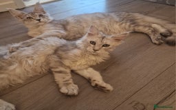 Maine Coon cats for sale:  high Silver smoke maine coon  - Image 8