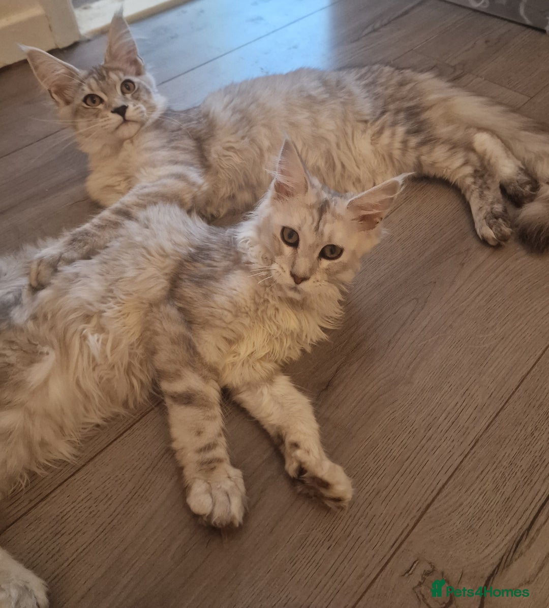 Maine Coon cats for sale:  high Silver smoke maine coon  - Image 8