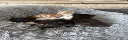 Mixed Breed cats for sale: Gorgeous kittens for sale in Stroud - Advert 9