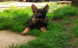German Shepherd dogs for sale: TOP WORKING BLOODLINES LITTER  in Scunthorpe - Image 29
