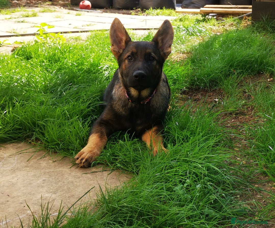 German Shepherd dogs for sale: TOP WORKING BLOODLINES LITTER  in Scunthorpe - Image 29