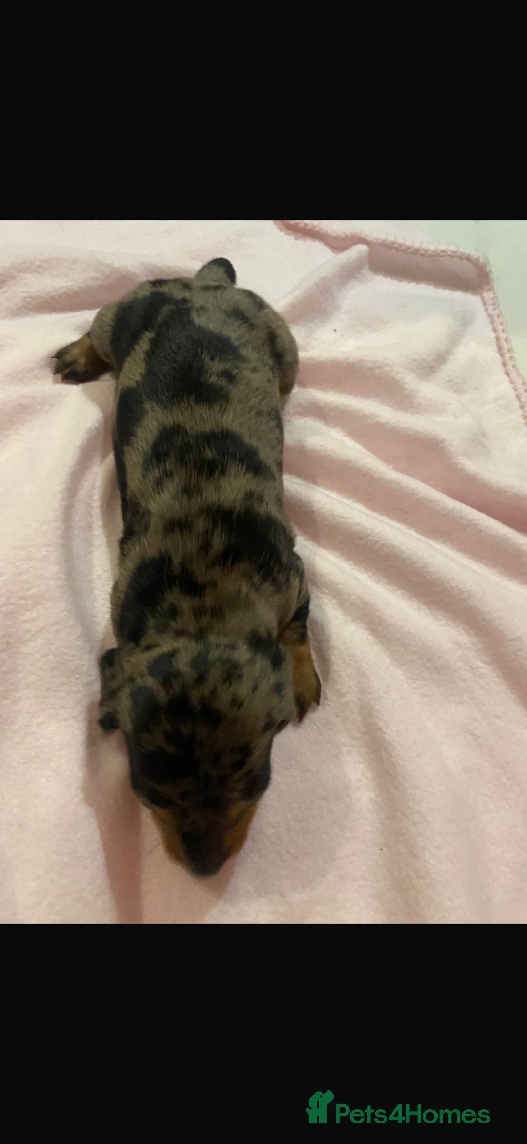 Dachshund dogs for sale: dachshunds in Saint Helens - Advert 14