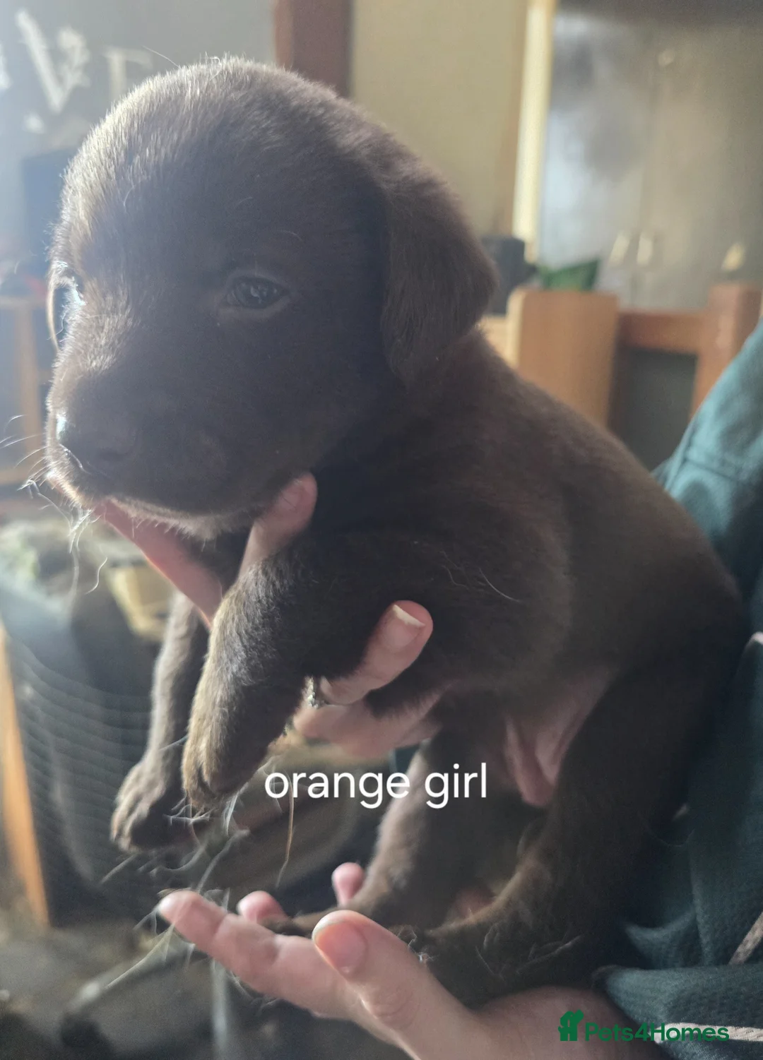 Labrador Retriever dogs for sale: Chocolate labs in Peterlee - Advert 12