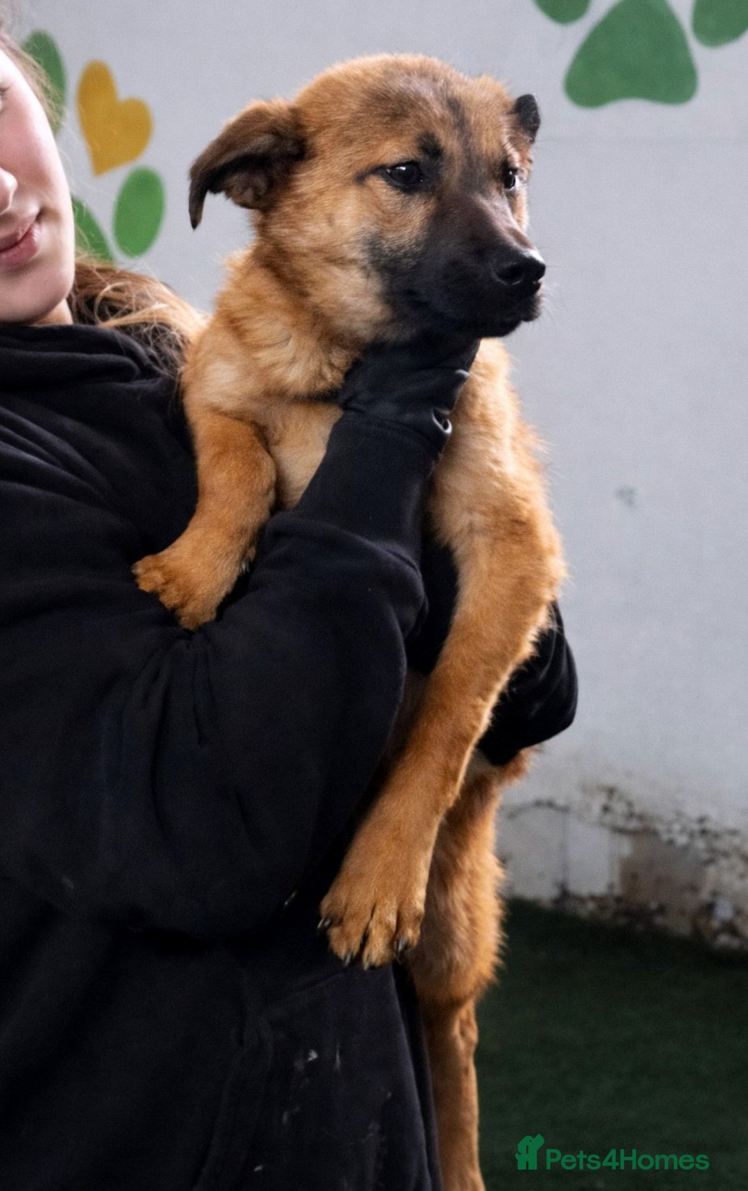 Mixed Breed dogs for adoption: 💖 Maxie – a gentle girl with the softest heart 💖 - Advert 1