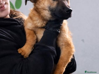 Mixed Breed dogs 💖 Maxie – a gentle girl with the softest heart 💖 - Advert 3