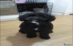 Mixed Breed dogs for sale: 5 Beautiful cocker poochon puppies for sale 😍 - Image 14