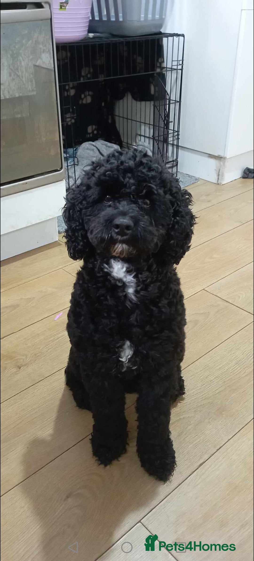 Mixed Breed dogs for sale: 5 Beautiful cocker poochon puppies for sale 😍 - Image 14