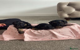 Cockapoo dogs for sale: Beautiful tri cockerpoos  - Image 6