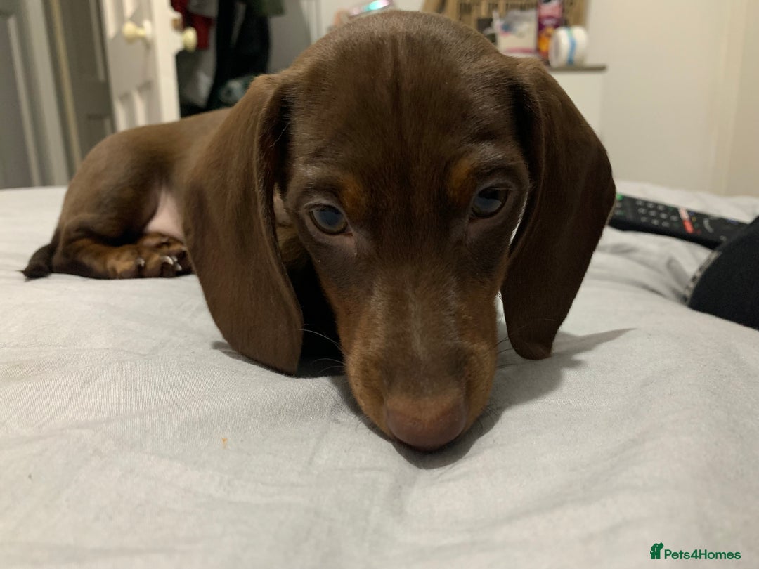 Miniature Dachshund dogs for stud: Miniature Dachshund STUD dog  - Advert 3
