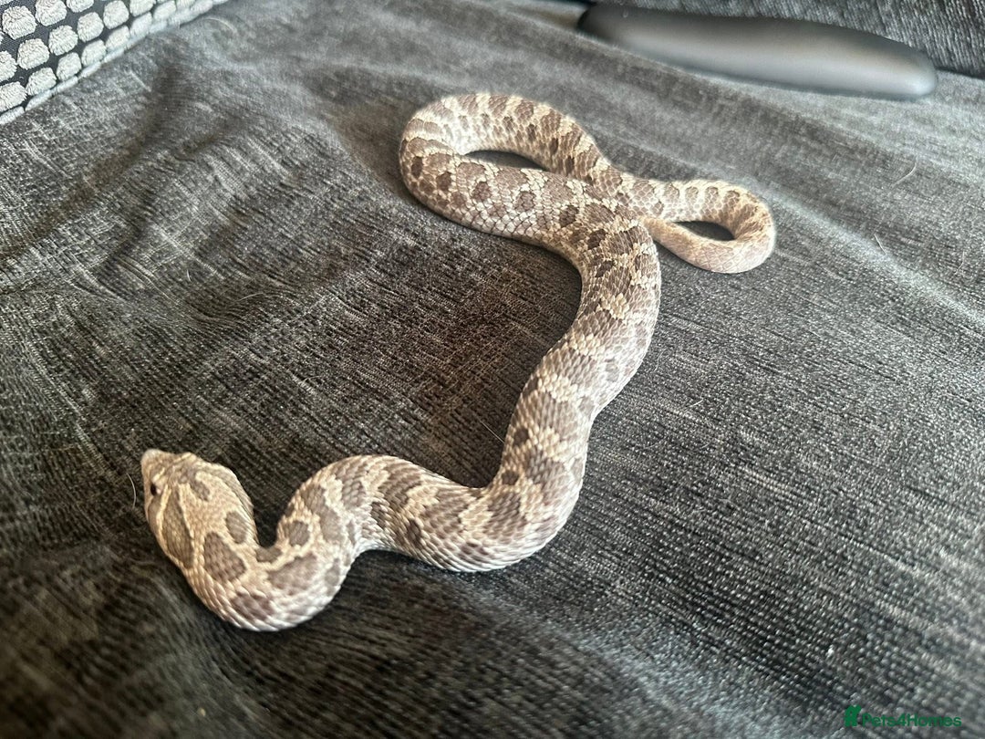 Snake reptiles for sale: Lavender Hognose Snake - Image 4